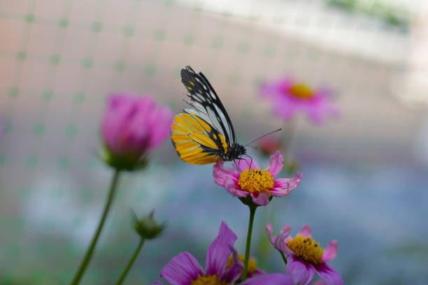 A beautiful butterfly in the garden