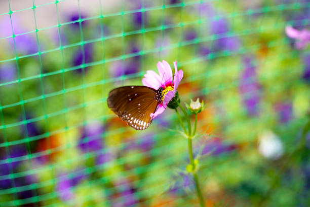 A beautiful butterfly in the garden