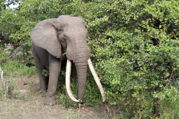 Close up image of an african elephant