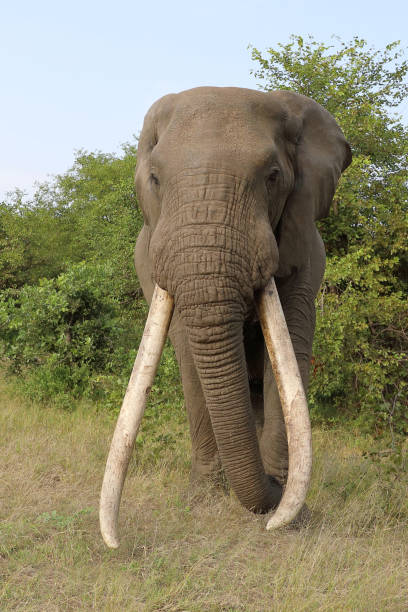 istock Afrikanischer Elefant / African elephant / Loxodonta africana 2199734818
