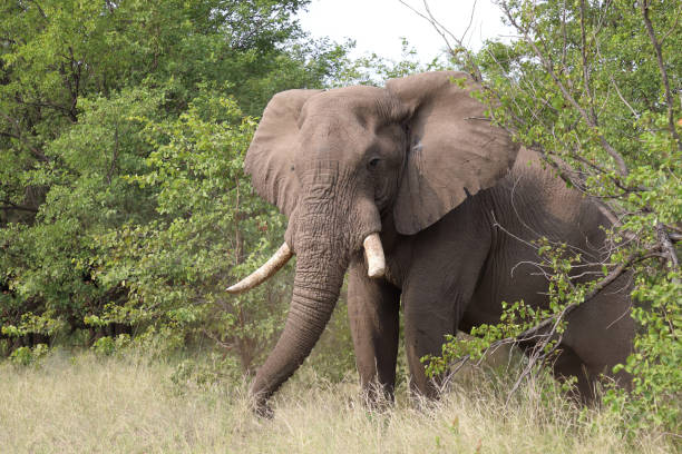 istock Afrikanischer Elefant / African elephant / Loxodonta africana 2199735139