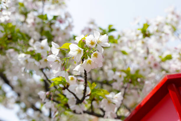 Branches of sakura flowers, cherry blossom