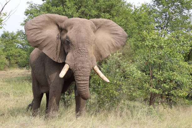 istock Afrikanischer Elefant / African elephant / Loxodonta africana 2199735268