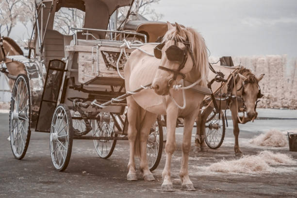 istock Infrared photography, two horses waiting with carriage behind them 2199735353