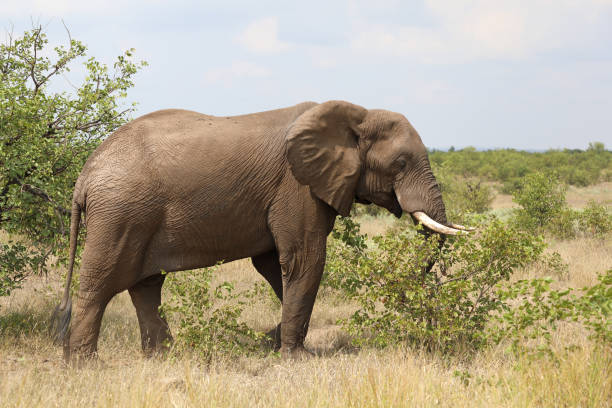 Old bull elephant drinking water.