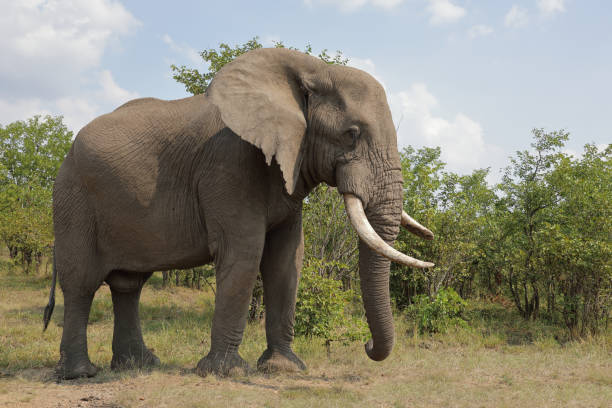 istock Afrikanischer Elefant / African elephant / Loxodonta africana 2199735476