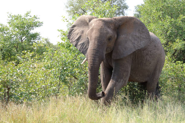 istock Afrikanischer Elefant / African elephant / Loxodonta africana 2199735665