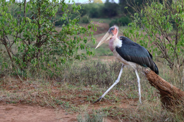 istock Marabu / Marabou stork / Leptoptilos crumeniferus 2199736148
