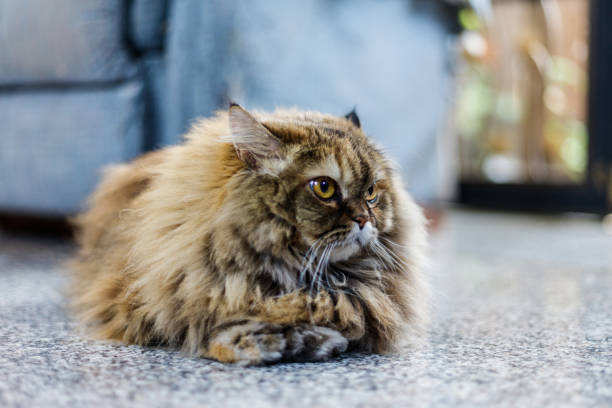 istock A side profile of a Persian cat, highlighting its fluffy cheeks and elegant features. 2199736239