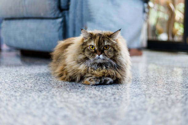 istock A Persian cat is lounging on a tiled floor, staring intently at the camera. 2199736241