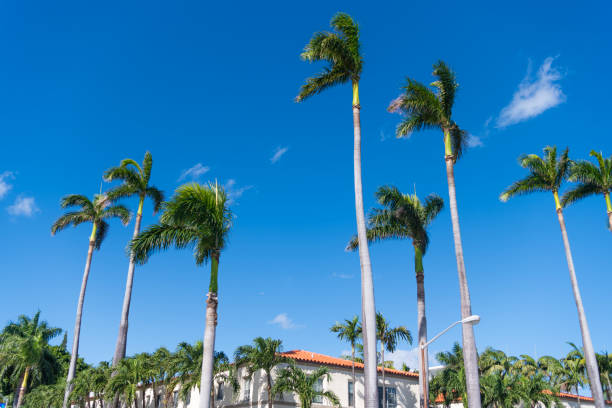 High long palm tree in summer vacation building architecture with blue sunny sky.
