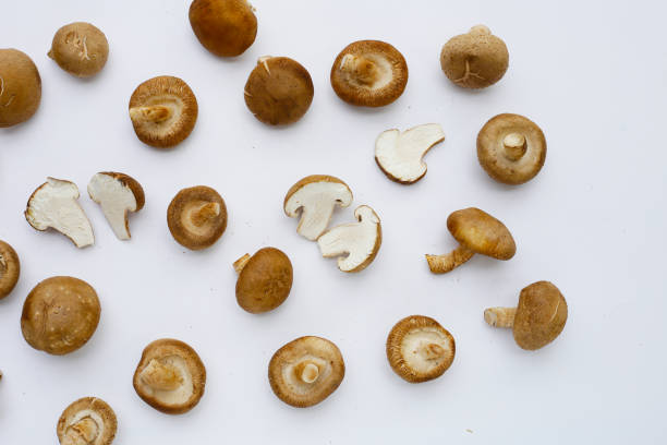 istock Fresh shiitake mushrooms on white background. 2199737359