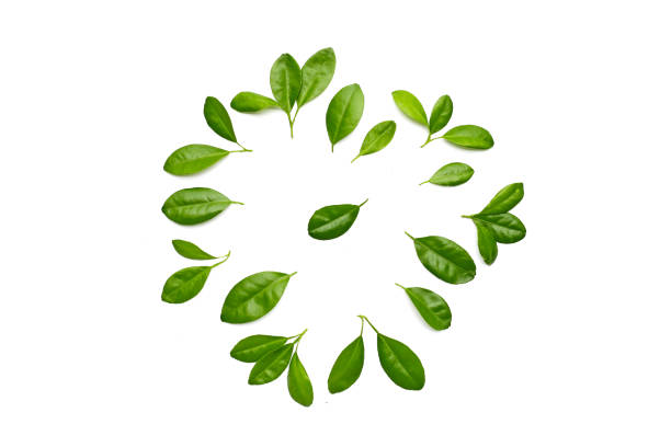 istock Fresh citrus green leaves on white background. 2199737416
