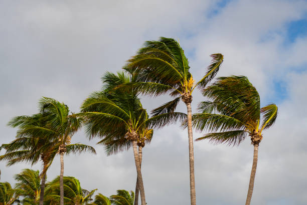 istock Tropical windy weather with palm tree. Storm wind. Exotic nature. Palm tree on windy weather. Hurricane in Miami south beach, Florida. Palm tree in hurricane weather. Tropical beach in Miami 2199737435