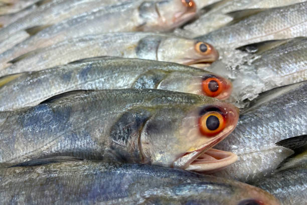 istock Fresh fish on ice at market 2199738205