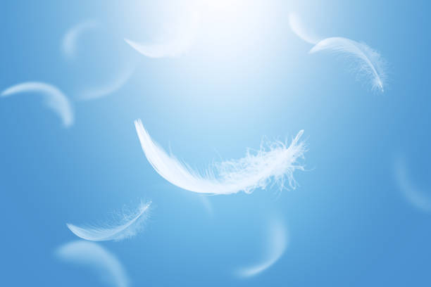 istock White Bird Feathers Falling in a Blue Sk. Fluffy Downy. Freedom, Floating Freely, Peace. Softness of Feathers Floating in Heavenly. 2199738415