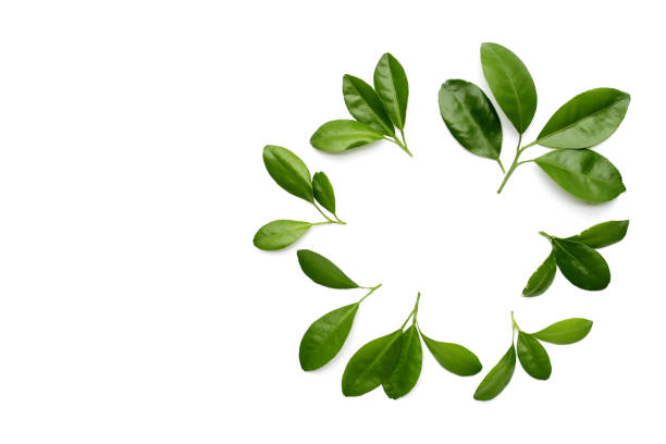 istock Fresh citrus green leaves on white background. 2199738580