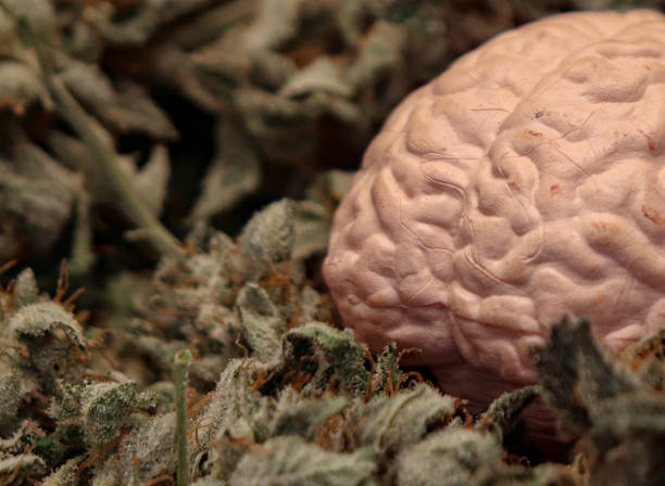 istock Close-up of brain with cannabis drug 2199739059