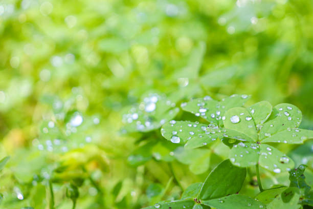 A detailed view of a fourleaf clover covered in water droplets, showcasing its natural beauty and freshness