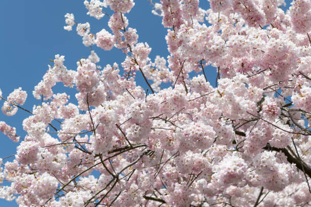 istock Beautiful spring season. Sakura tree blossom. Spring nature. Sakura tree blossom. Japanese cherry blossom culture. Beautiful pink spring Sakura flower on a tree. Sakura tree in bloom in spring 2199740803