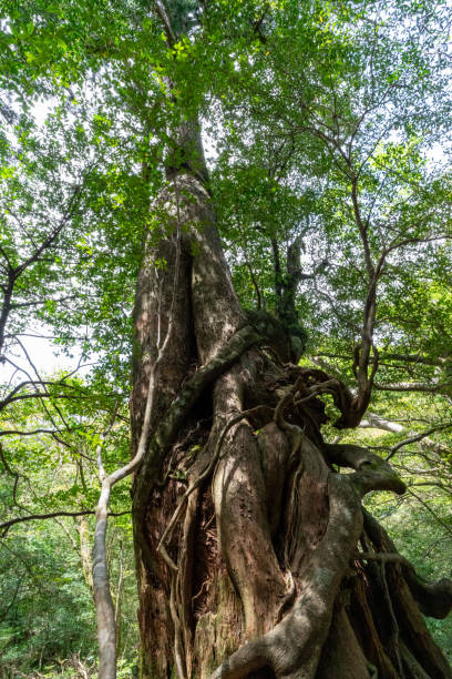 istock Shiratani-unsuikyo's Goddess Cedar on Yakushima Island 2199741509