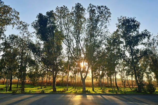 Road along riverside. Low sunrise sun behind woods. Walking in city park.