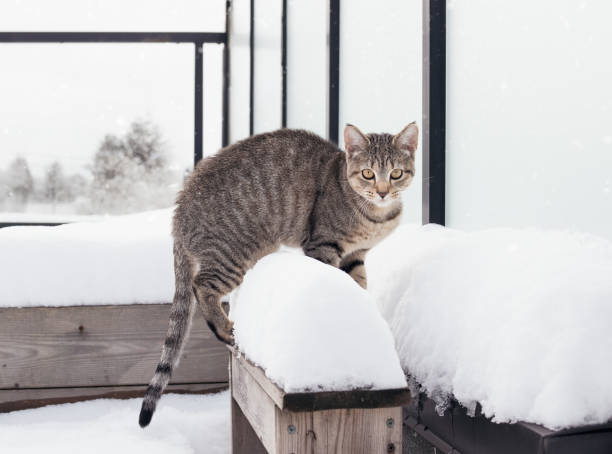 Indoor cat experiencing first time snow. Funny expression or cold and not happy body language. 7 months old, female tabby cat. Selective focus.