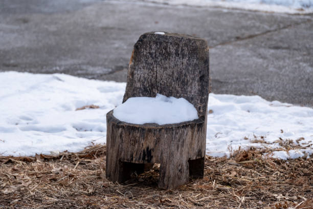A rustic, hand-carved wooden chair made from a tree stump sits in a snowy landscape. A small patch of snow rests on the seat, contrasting with the natural grain of the wood. The surrounding area is covered in light snow and dry leaves, evoking a peaceful winter scene.