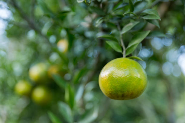Business concept nature revolves around citrus orchard orange tree are growing, vibrant fruit organic lush leaves creating stunning background, green garden of thriving crop ripe laden with branches