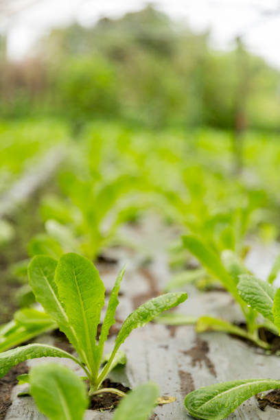 Smart farming techniques hydroponic salad vegetables red oak green lettuce ensuring fresh sustainable produce fresh produce sustainable agriculture promotes healthy eating support local community.