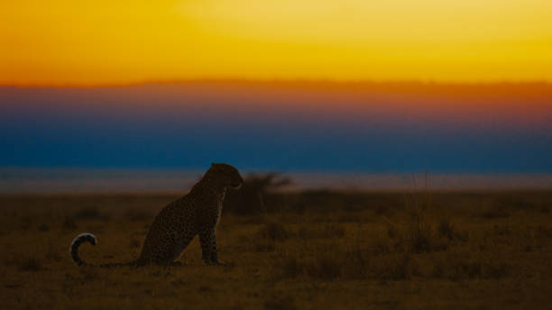 istock Solitary Leopard Surveys Natural Territory During Beautiful African Sunset 2199746085