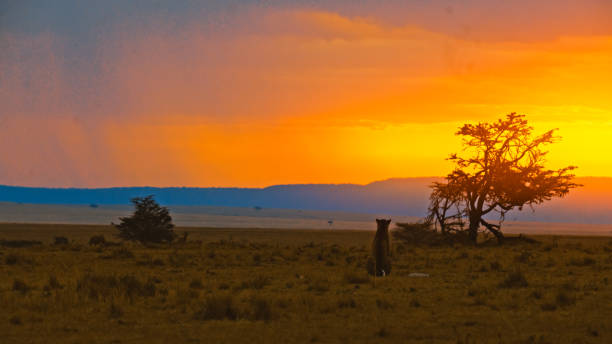 istock Majestic Leopard Surveys Kenyan Plains As Sun Sets Over Savanna 2199746095