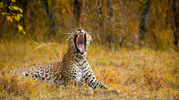 Leopard drinking at a waterhole