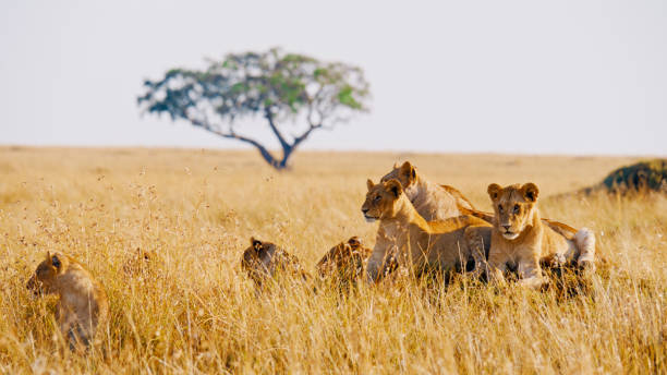 istock Wild African Lions Lounge Together Under Lone Acacia Tree Kenya 2199746132