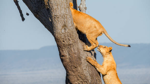 istock Young Lions Practice Their Tree Climbing Skills in Kenyan Wilderness 2199746167