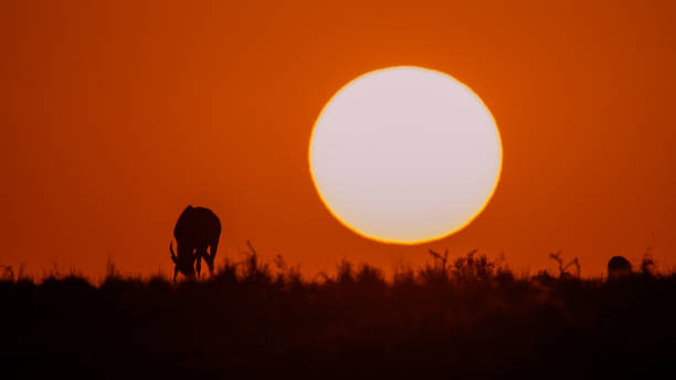 istock Lone African Antelope Silhouetted Against Bright Setting Sun Above Plains 2199746224