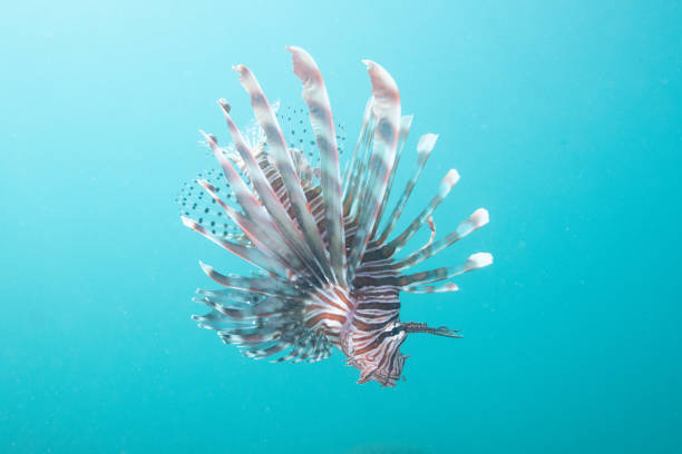 Cute underwater photo of lion fish