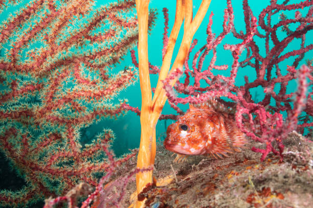 istock Cute scorpionfish underwater photo 2199747842