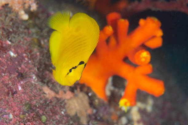Yellow juvenile fish underwater photo