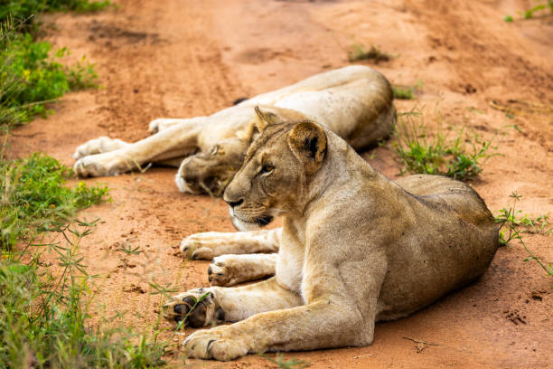 Two female lions lie on a dirt path, the foremost lioness alert and watchful, embodying the wild essence of Tanzania's savannah ecosystem.