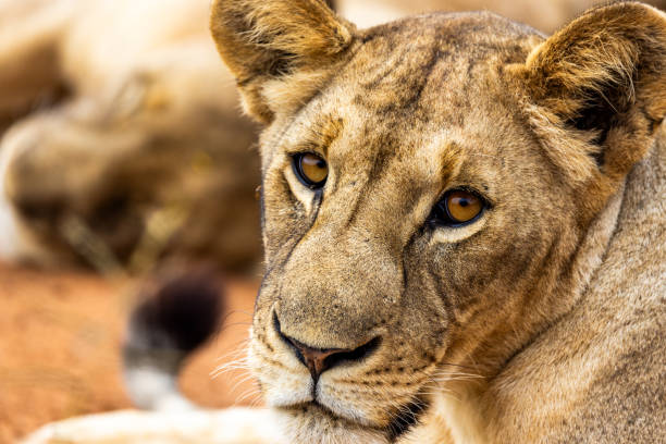 A close-up view of a female lion with keen eyes, resting in the wilds of Tanzania, showcasing the natural fauna of the African savannah.