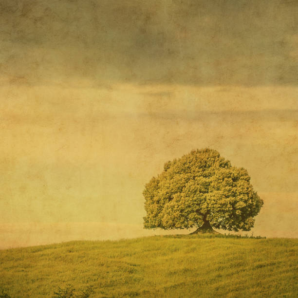 istock Vintage image of a tree in a field. 2199752485
