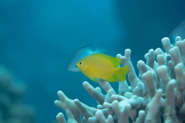 underwater pictures of corals and sparrows in Okinawa Japan