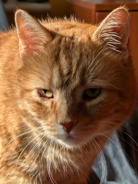 istock Portrait of a beautiful ginger cat 2199754644