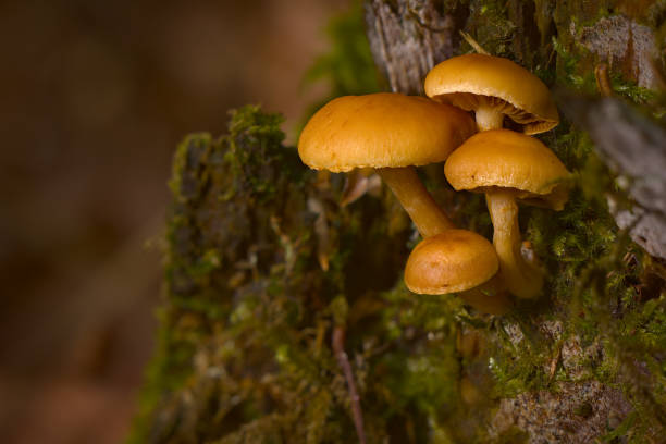 Mushrooms on the trunk.