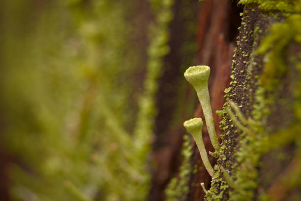 Lichen on a tree trunk.