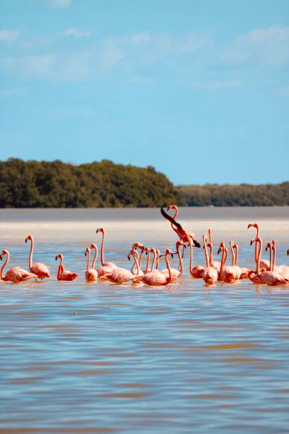 istock Pink flamingos in water 2199755693