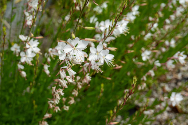 istock Graceful White Gaura Blossoms 2199762198