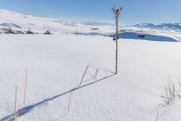 istock Dried thistle on a snowy field in the mountains. Selective focus. 2199762703