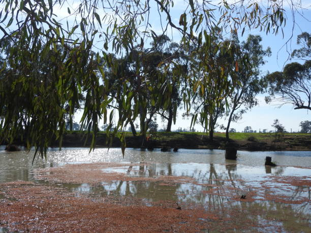 istock Australian Rivers ,Creeks and Gum Tree 2199765044